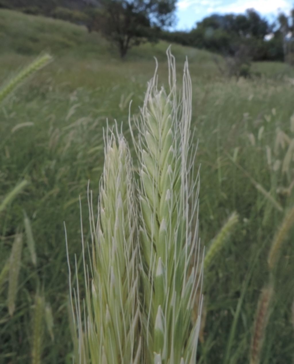 Campo di spighe:  Hordeum bulbosum (Poaceae)